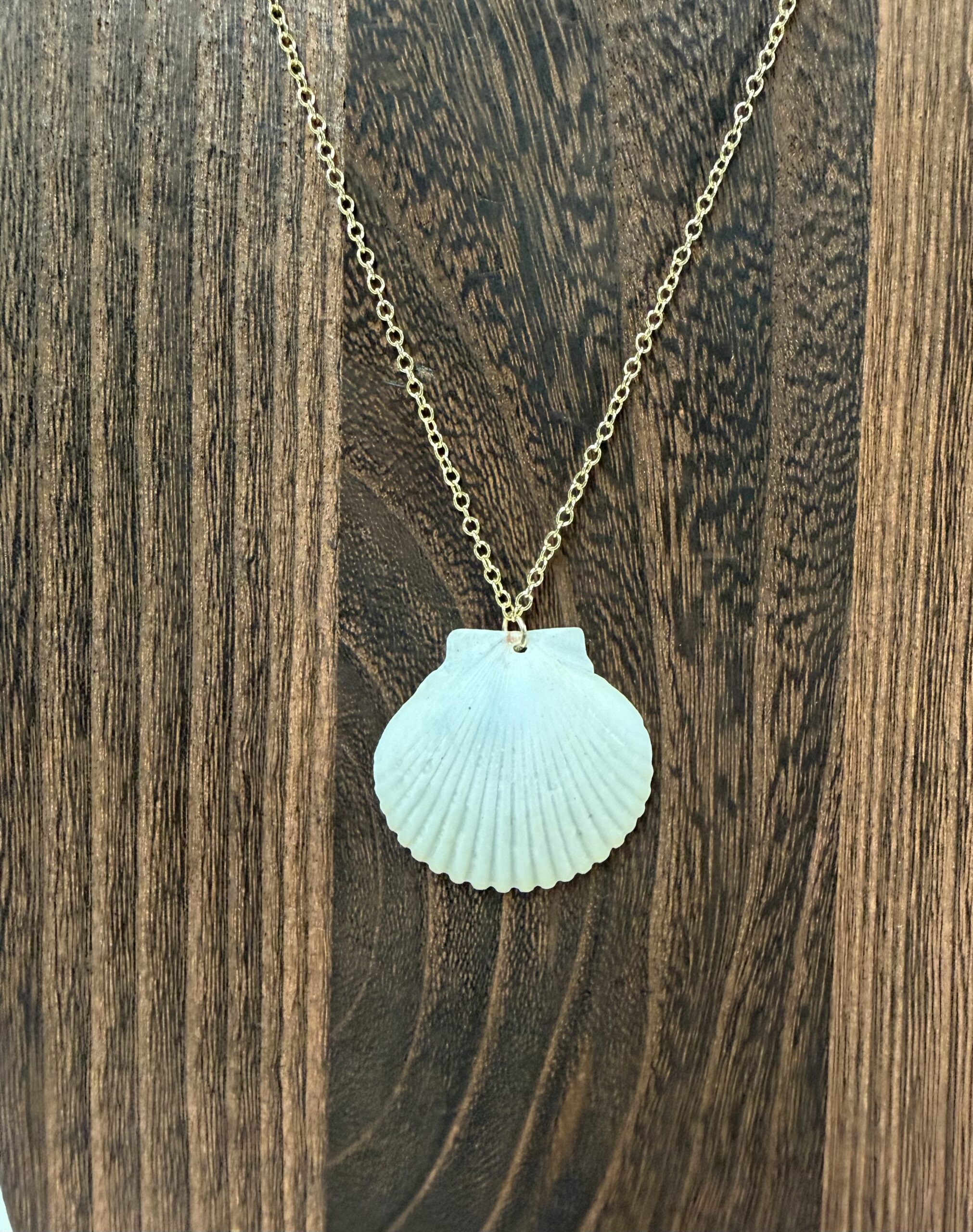 Shoreline Scallop - Image 2